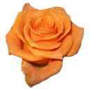 Rose orange 2 icon